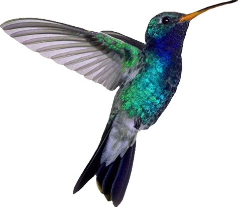 Collection Of Hummingbird Png Pluspng