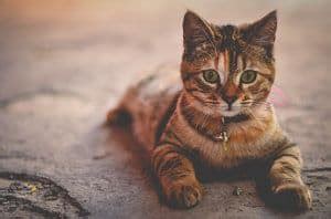 Tabby cats are very common. Tabby Cat Personality And Behavior - Discover Beautiful Tabby!