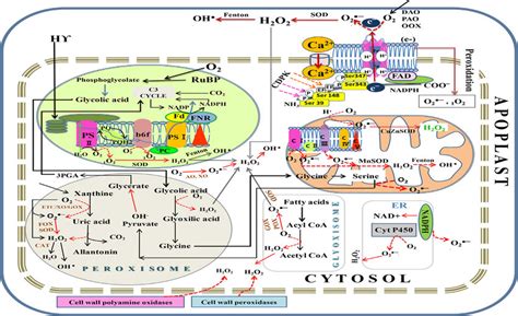 Schematic Overview Represemt The Reactive Oxygen Species ROS Sources