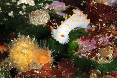 Colorful Nudibranch Colorful Nudibranch Shell Less Mollus Flickr