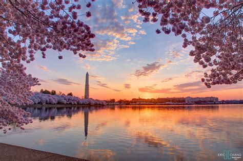 Awasome Cherry Blossom Sunset Wallpaper 2023