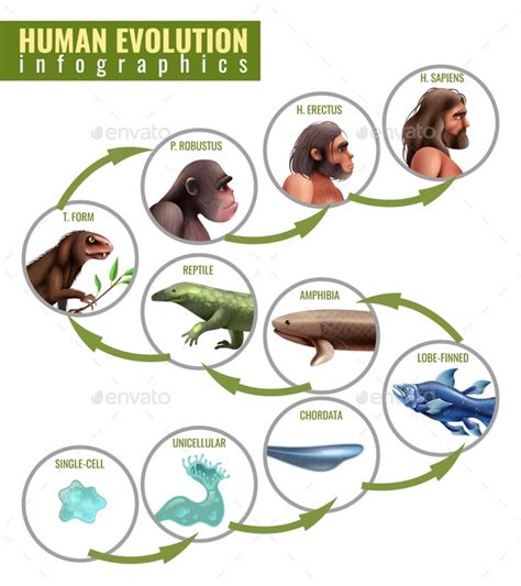Human Evolution Infographics by macrovector | GraphicRiver
