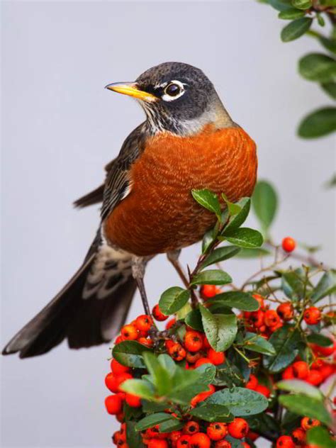 Maybe you would like to learn more about one of these? BIRDS OF MICHIGAN +BACKYARD; +IDENTIFICATION