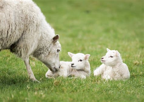 6 Reasons To Love Lambs And Be Sweet To Sheep