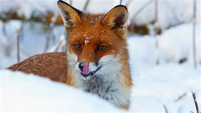Fox Geographic Wallpapers National 1080p 1920 Title