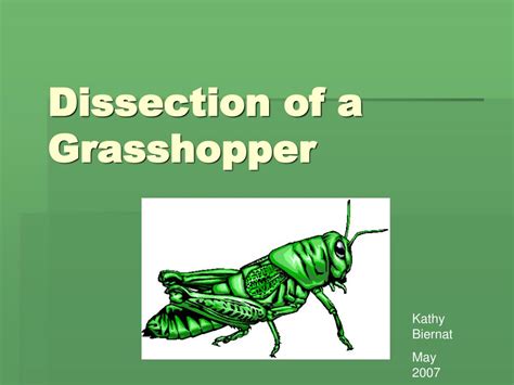 Ppt Dissection Of A Grasshopper Powerpoint Presentation Free Download Id6337076