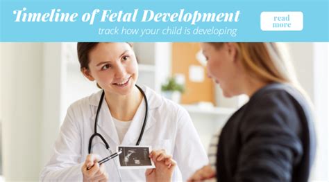 Fetal Development Wisconsin Right To Life