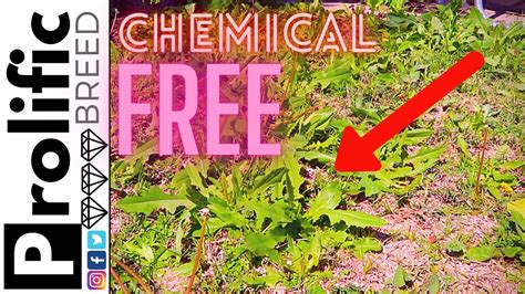 How To Remove Weeds From Lawn Easily No Chemicals Weed Control