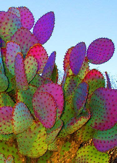 Represents cacti in general (and the fruits in particular) are still staple foods for some residents of mexico and latin america and the prickly pear cactus is raised commercially. Prickly pear cactus... reminds of my backyard in Macon ...