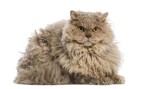 Maybe you would like to learn more about one of these? Fluffy Cat Breeds - Cat Breeds Encyclopedia