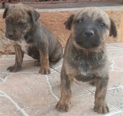 Mixed Pitbull Rottweiler Puppies...6 Weeks Olds for sale in Christiana Manchester - Dogs