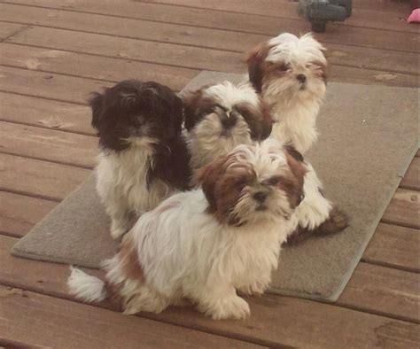 Shih Tzu Puppies For Sale | Richmond, VA #68855 | Petzlover