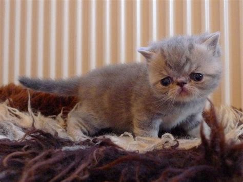 exotic shorthair information health pictures training pet paw