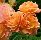 Photos of Orange Climbing Rose
