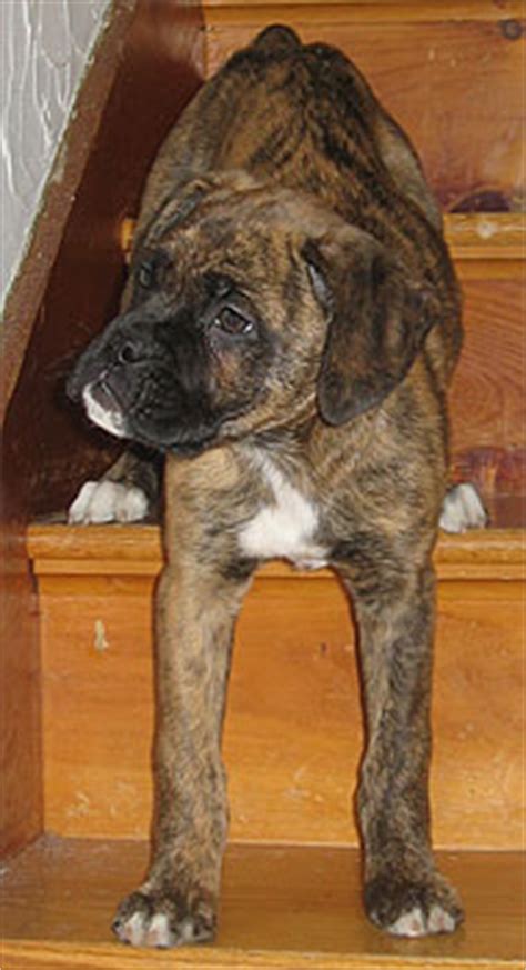 boxer french mastiff mixed breed dog  dog encyclopedia dogs  depthcom
