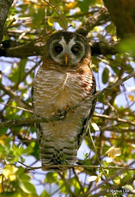 African Wood Owl Birds Of The Garden Route Western Cape South Africa · Biodiversity4all