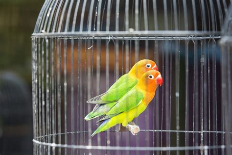 Lovebird Sumber Keuntungan Dari Burung Hias Asal Eropa