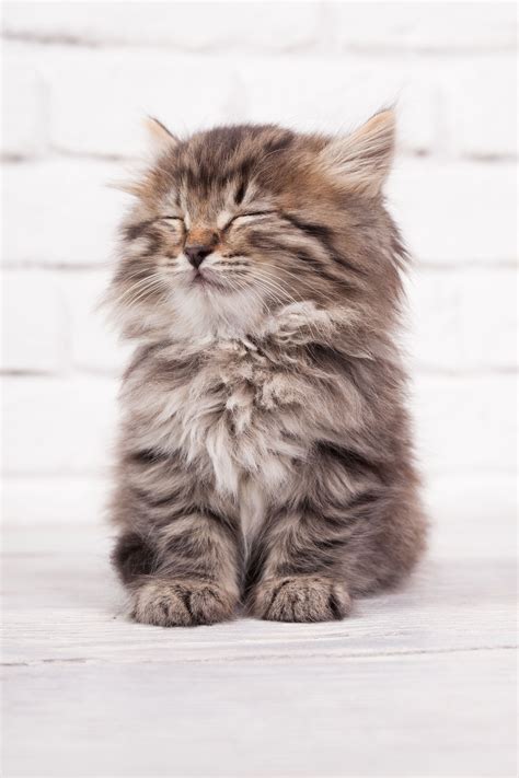 Kitten Fluffy Cute Cats Dogs And Cats Wallpaper