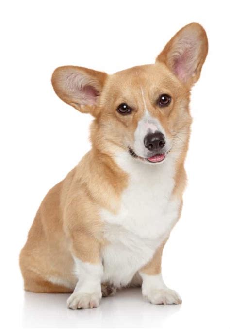 It also includes real, highly digestible fruits and veggies like tomatoes, blueberries, and raspberries. 🦴 Best Dog Food for Corgis & Corgi Puppies in 2020 🦴 ...
