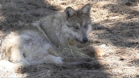 Diversity Needed To Increase Mexican Wolf Population Cronkite News