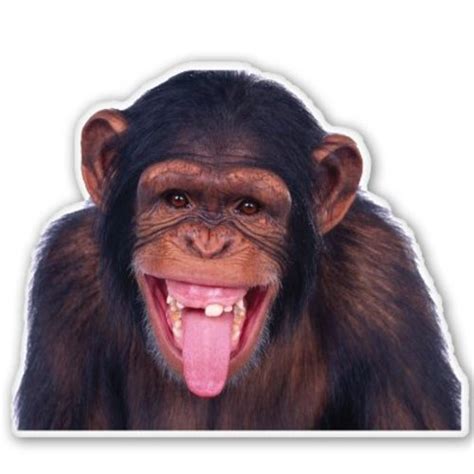 Chimp Funny Monkey Car Vinyl Sticker Select Size Ebay