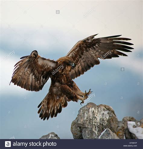 Golden Eagle Aquila Chrysaetos Landing Banque Dimage Et Photos Alamy