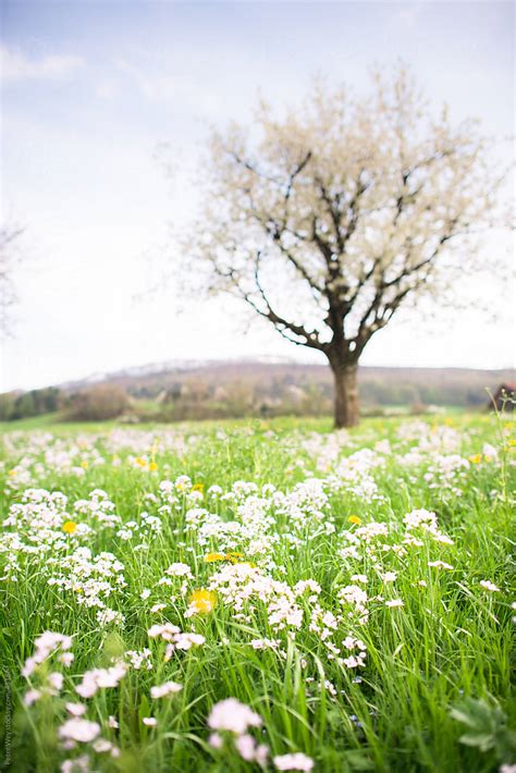 Blossoming Meadow With Tree In Spring By Stocksy Contributor Peter