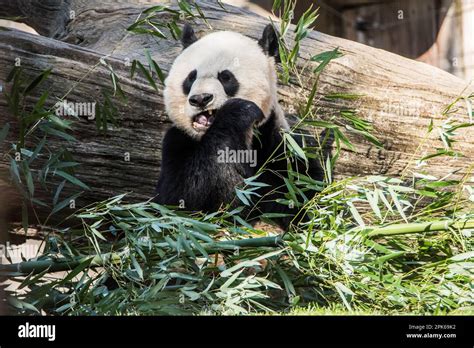 Giant Panda Bear Eats Bamboo At National Zoo Front Paw Holding A Shoot