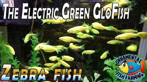 The Electric Green Glofish Danio Rerio Green Zebra