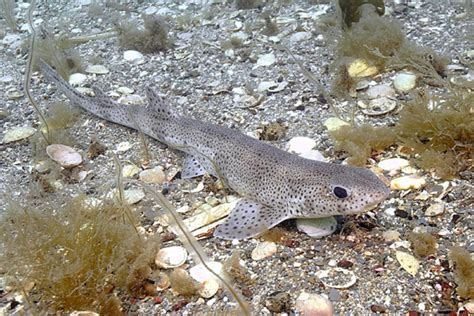 Lesser Spotted Catshark Information And Picture Sea Animals