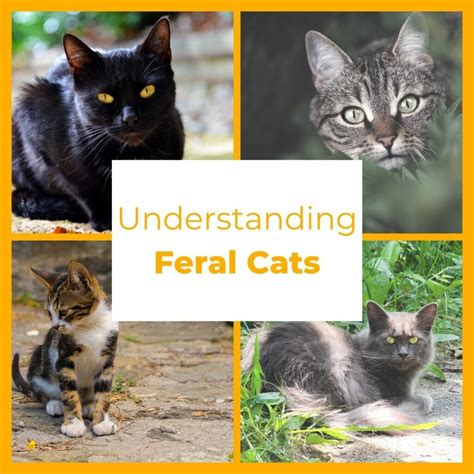 Understanding Feral Cats Cape Of Good Hope Spca