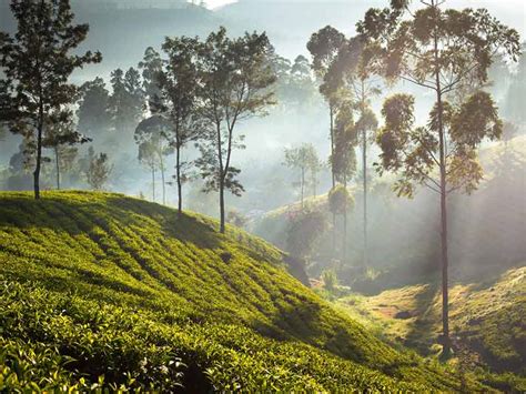 Ceylon Tea Trails Sri Lanka