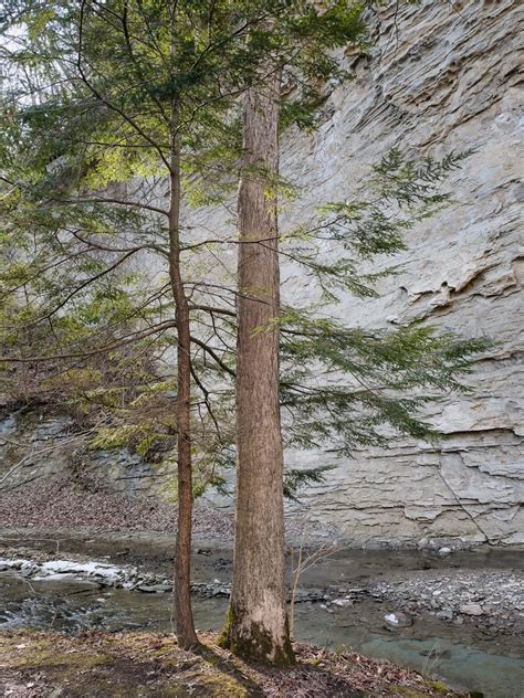 Hemlock At Creekbank With Sandstone Cliff On Opposite Cre Flickr