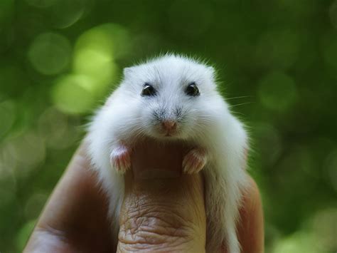 Different Types Of Hamsters For Pets