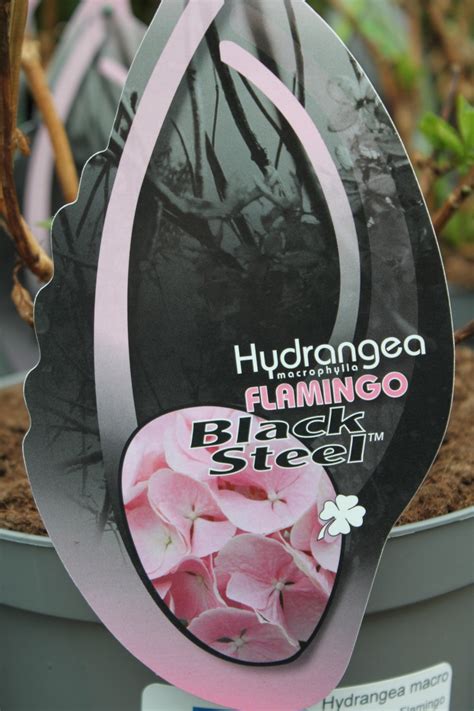 That means you won't have to spend your time pruning and. Hardy Garden Hydrangea Macrophylla 'Flamingo Black Steel ...