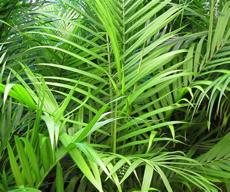 Planta Palma Para Que Serve