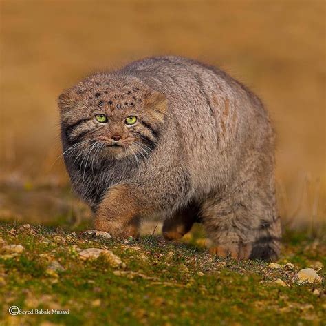 Wild Live Planet Wildliveplanet On Instagram Wild Pallas Cat Photo