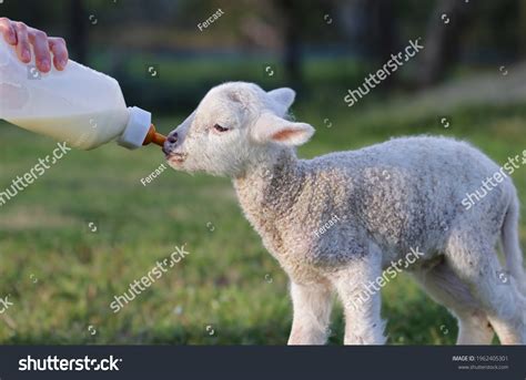 29095 Feeding Sheep Images Stock Photos And Vectors Shutterstock