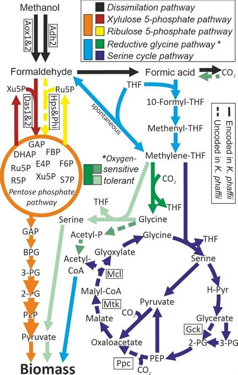 Scheme Describing Methanol And Formate Assimilation Pathways The Download Scientific Diagram