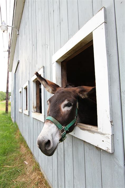 Donkey In A Barn Photograph By Dana Ward Fine Art America