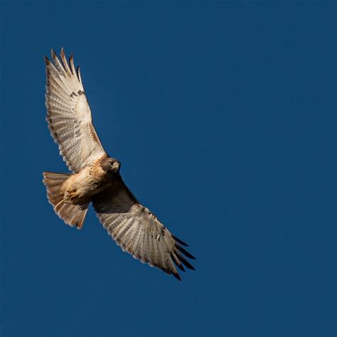 Caught A Beautiful Red Tailed Hawk Flying Overhead Today R