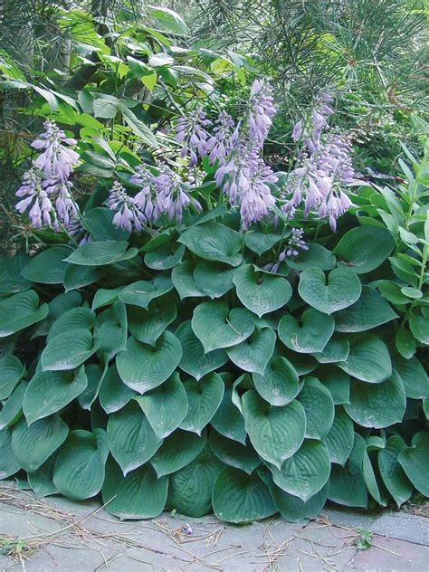 To keep your hostas healthy and beautiful as they grow in pots, there are a few hosta plants are beautiful anywhere, but i think they're even more so when they are planted in pots, especially when the pots are placed at eye level. Hosta Blue Cadet (3L) - Golden Valley Plants