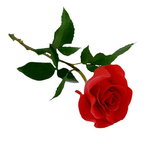 Download Red Rose Png Image For Free