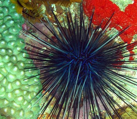 Sea Urchin Underwater Creatures Aquatic Ecosystem Sea Animals