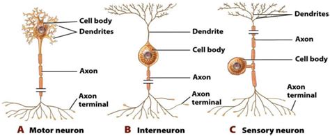 Sensory Motor Functions And Neurons Earths Lab