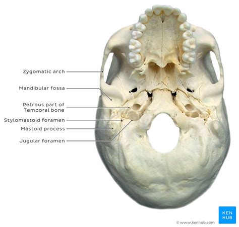 Mastoid Process Location Anatomy And Muscle Attachments Kenhub