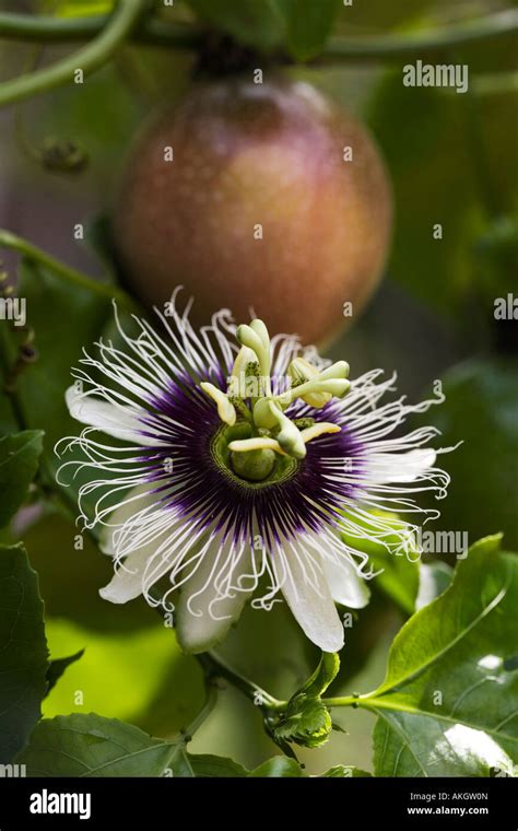 Passiflora Edulis Flavicarpa Passion Flower And Fruit On The Vine In