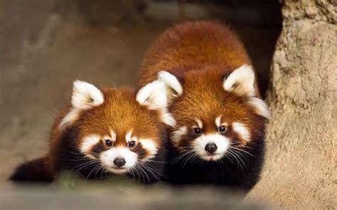 Two Red Panda Siblings Made Their Public Debut On Thursday At The