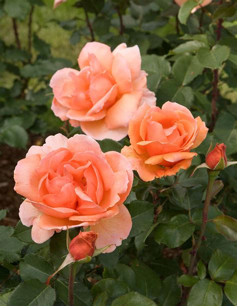 The Most Fragrant Roses For Your Garden Better Homes And Gardens