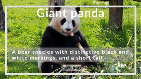 Giant Panda Definition And Examples Biology Online Dictionary
